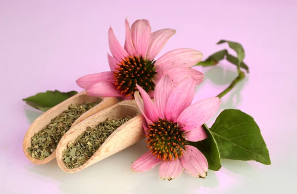 echinacea-flowers-and-dried.webp