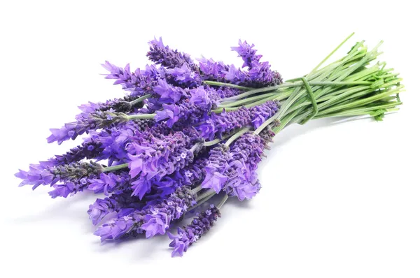 lavender.webp