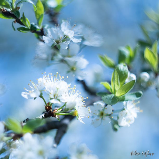 Eclosion de fleurs sur un arbre