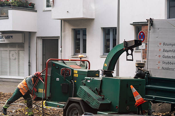 Reliable Yard Waste Removal Services for Homes and Landscapes in Modesto