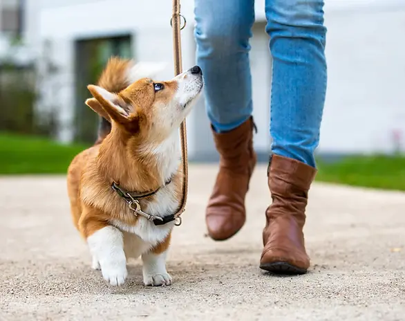 Dog Training Port Washington Wisconsin