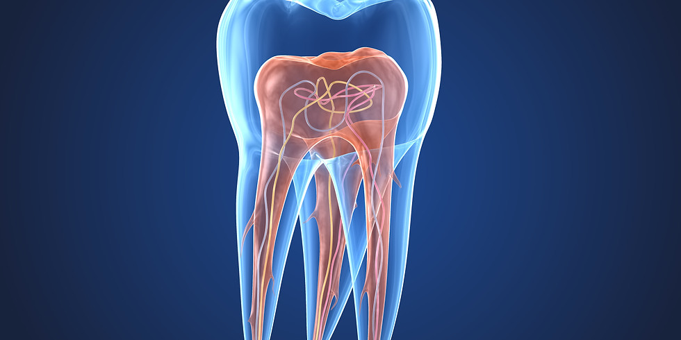 Attestation Universitaire d'Endodontie Garancière