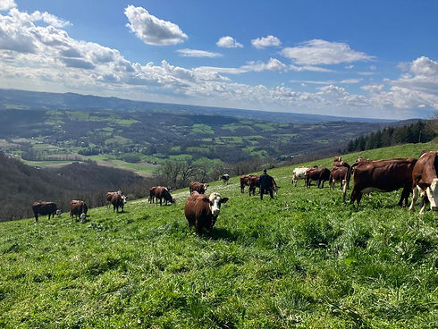 vache.JPG