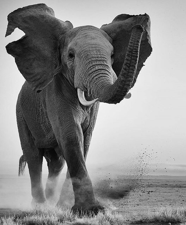 foto elefante 4.jpg