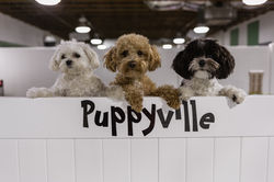 Puppy Playgroup!!