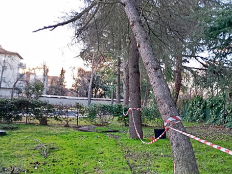 Tala de árboles en Miraflores de la Sierra: tala de urgencia de un cedro con pudrición de raíces