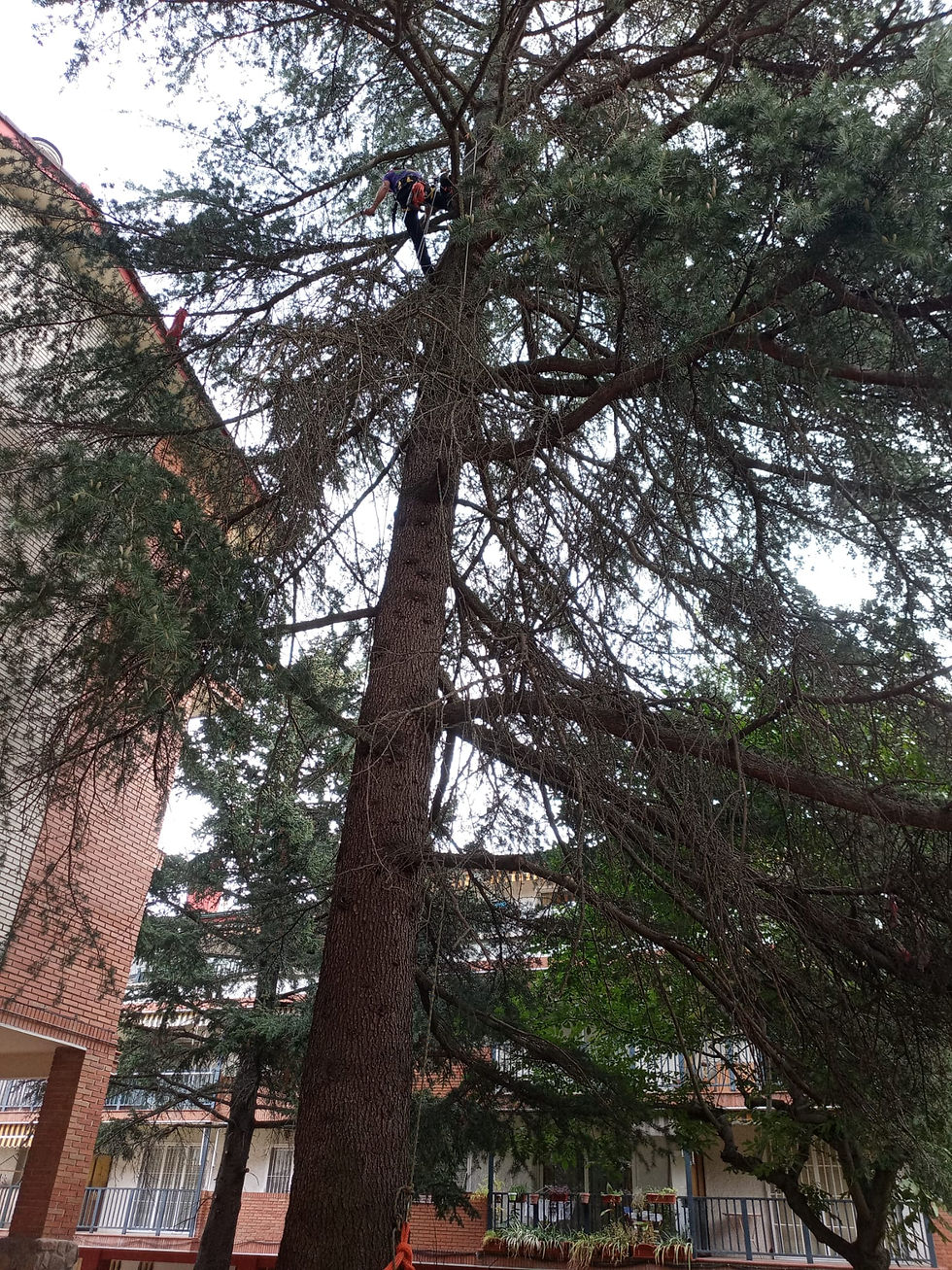 poda en altura Cerceda