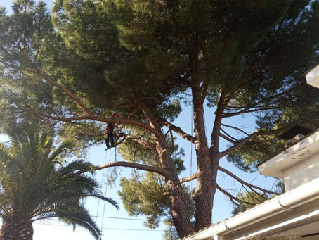 Poda de altura en Pinus pinea en Miraflores de la Sierra (Madrid)