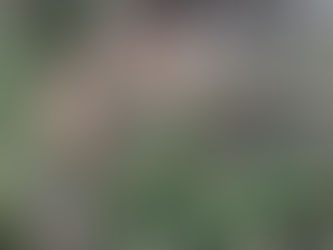 Poda en altura y tala de 10 chopos por riesgo de descalce en Madrid y Sierra Norte | DERAMAENRAMA