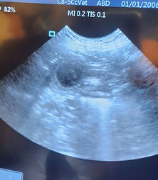 Kalua ultrasound_edited.jpg