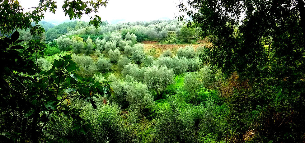 Tananei farmhouse B&B olive trees valley