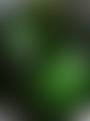 Tananei Tuscan Extra Virgin Olive Oil