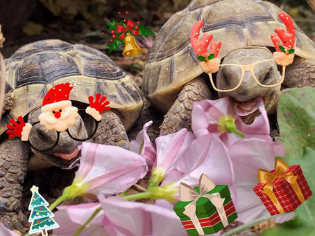 La dernière avant Noël