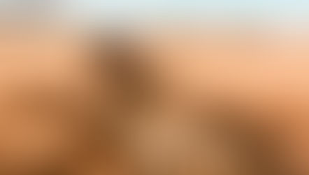 Op safari in Zuid-Afrika 