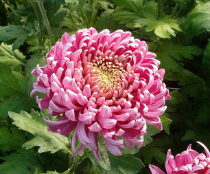 Le Chrysanthème