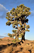 The Vow Keeper | Wedding Officiant - Wedding Photographer - Joshua Tree, CA.