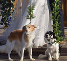 The Vow Keeper | Elopement - Wedding Officiant - Wedding Photographer - Joshua Tree, CA.