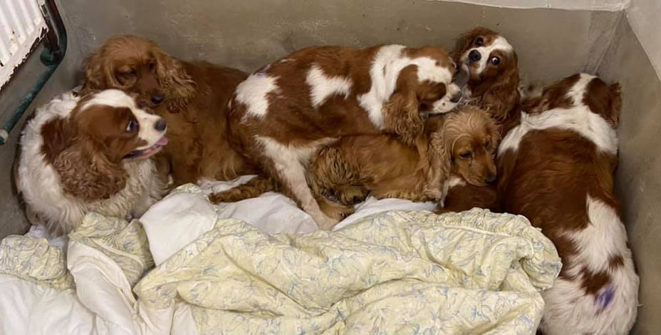 More than 200 dogs rescued from unlicensed breeder