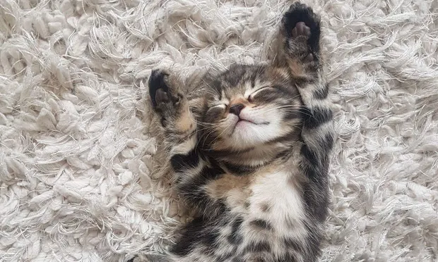 cute kitten.webp