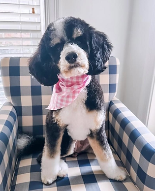 mini bernedoodle
