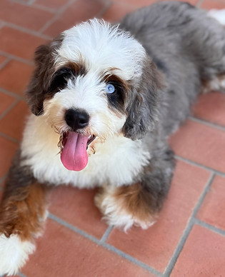 Merle Tri Bernedoodle