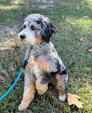merle tricolor mini bernedoodle