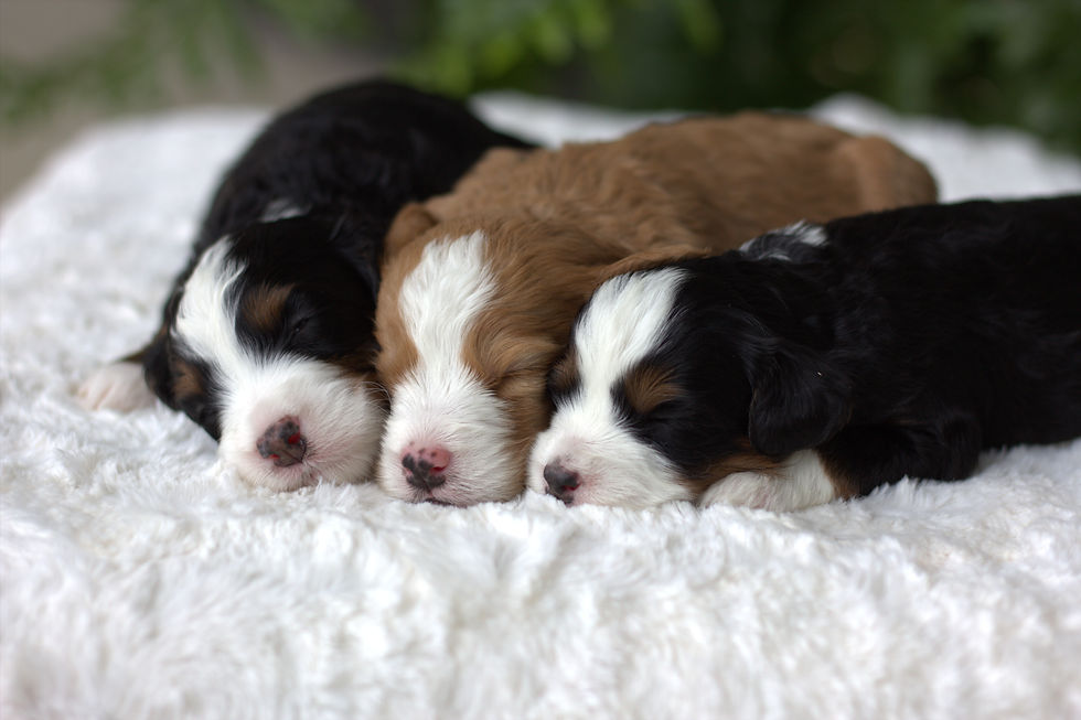 bernedoodle puppy
