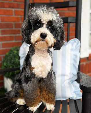 alx4 bernedoodle
blue eyed bernedoodle 
