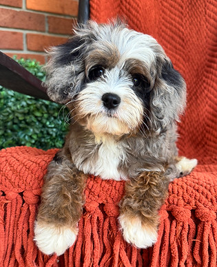 Merle Tricolor Cavapoo
