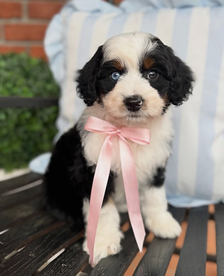 Blue eyed Aussiedoodle
