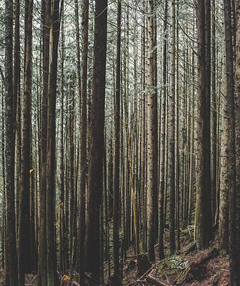 Evergreen Tress
