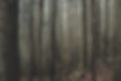 Dense Forest Trees