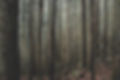 Evergreen Tress