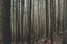 Evergreen Tress