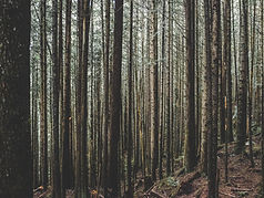 Evergreen Tress