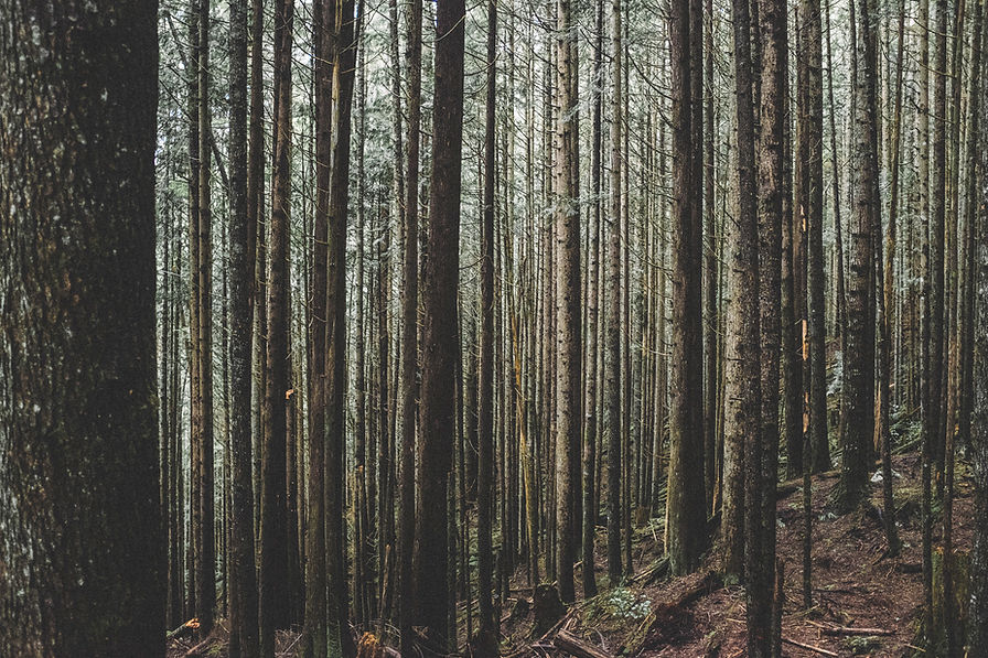 Evergreen Tress