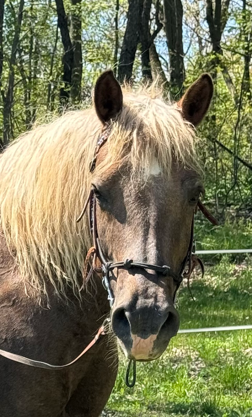 Understanding Distance Reiki in the Let Animals Lead® Method