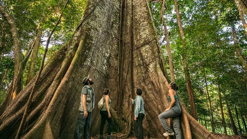 Árvore centenária Reserva mamirauá trilha turismo comunitário