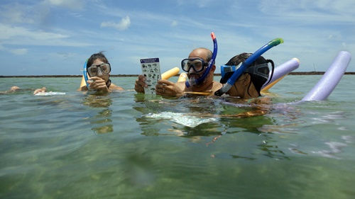 Turistas identificando espécies durante mergulho ecológico na Praia de Tassimirim - Boipeba