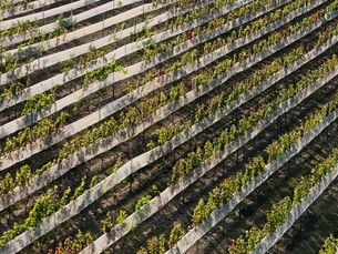 Vindima de Inverno celebra o enoturismo em Morro do Chapéu