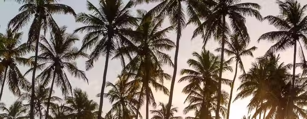 Costa dos Coqueiros: 20 belas praias do litoral norte da Bahia