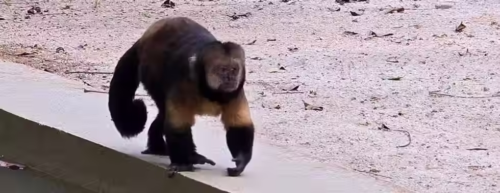 Parque Zoobotânico da Bahia: natureza no coração de Salvador