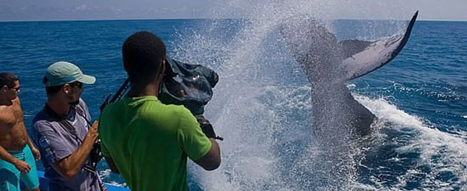Início da temporada de observação das baleias Jubarte em Morro de São Paulo!