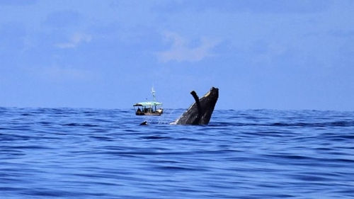 Embarcação observando baleia jubarte Boipeba