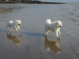 Pet na praia: 9 dicas para vocês curtirem ao máximo