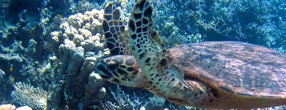 Projeto Tamar no Brasil: Veja os 7 principais para visitação