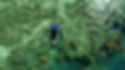 Flutuando no mar azul do Parcel das Paredes - Abrolhos