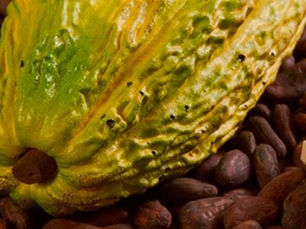 chocolates da Bahia de cacau