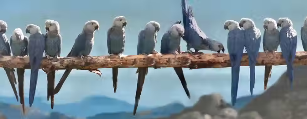 Refúgio de Vida Silvestre da Ararinha Azul: veja antes de visitar