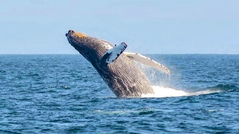 Baleia jubarte Ilha de Boipeba